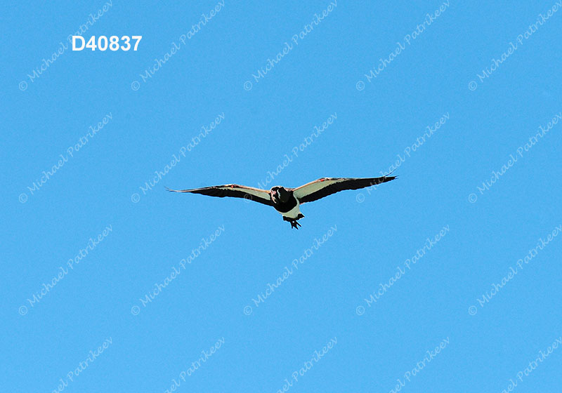 Southern Lapwing (Vanellus chilensis)